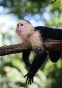 unsplash_dRovLqA5mVY_café costa rica.webp
