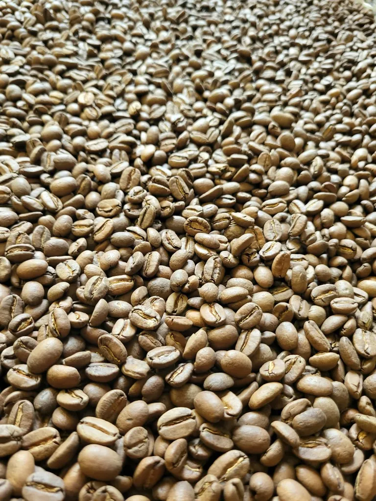 Papoua 3.png.webp