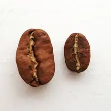 Cafés Maragogype pur (250g, Bonen)